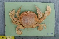 藏品(頑強黎明蟹)的圖片